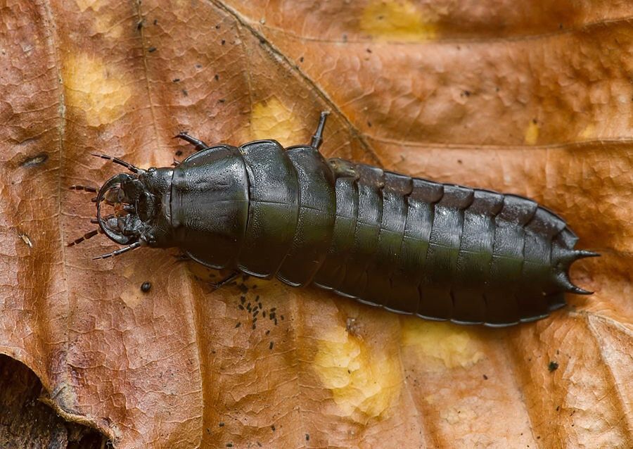 Carabus sp.