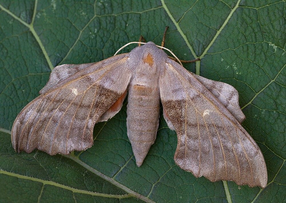 Laothoe populi