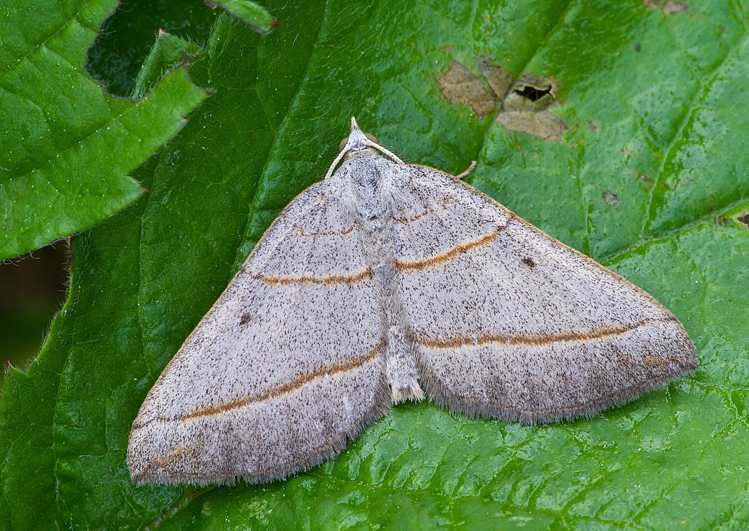 Scotopteryx mucronata