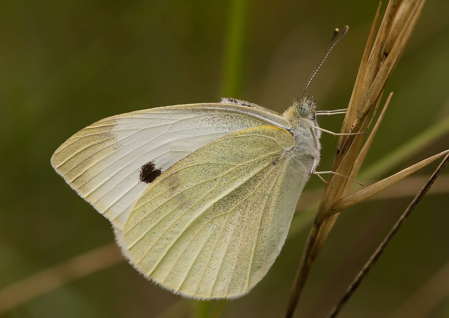 Pieris rapae
