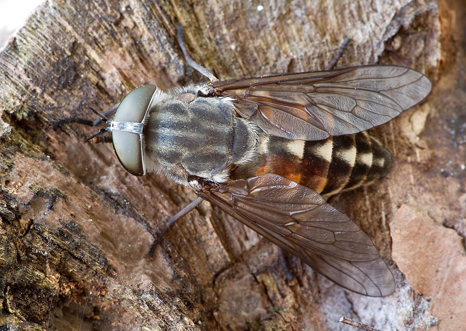 Tabanus sudeticus