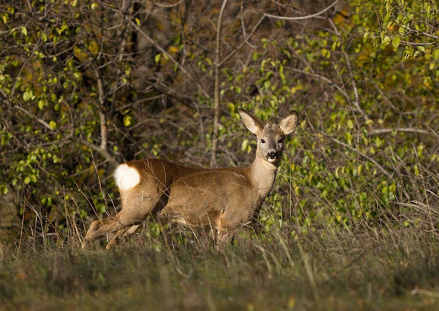 Capreolus capreolus