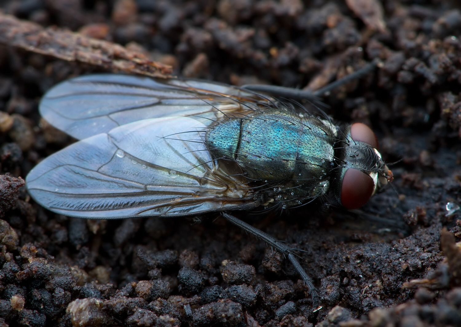 Pyrellia rapax