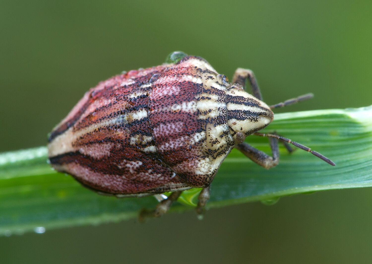 Odontotarsus purpureolineatus