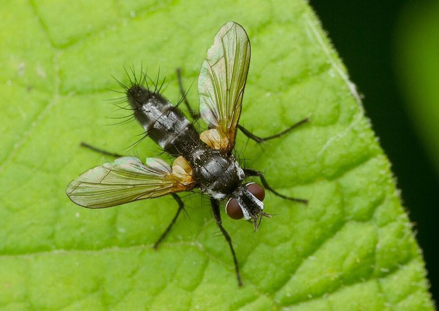 Gastrolepta anthracina