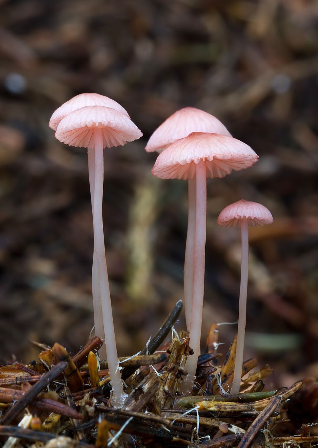 Mycena rosella