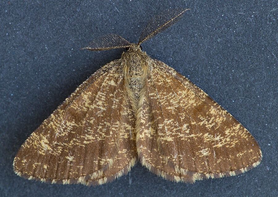 Ematurga atomaria