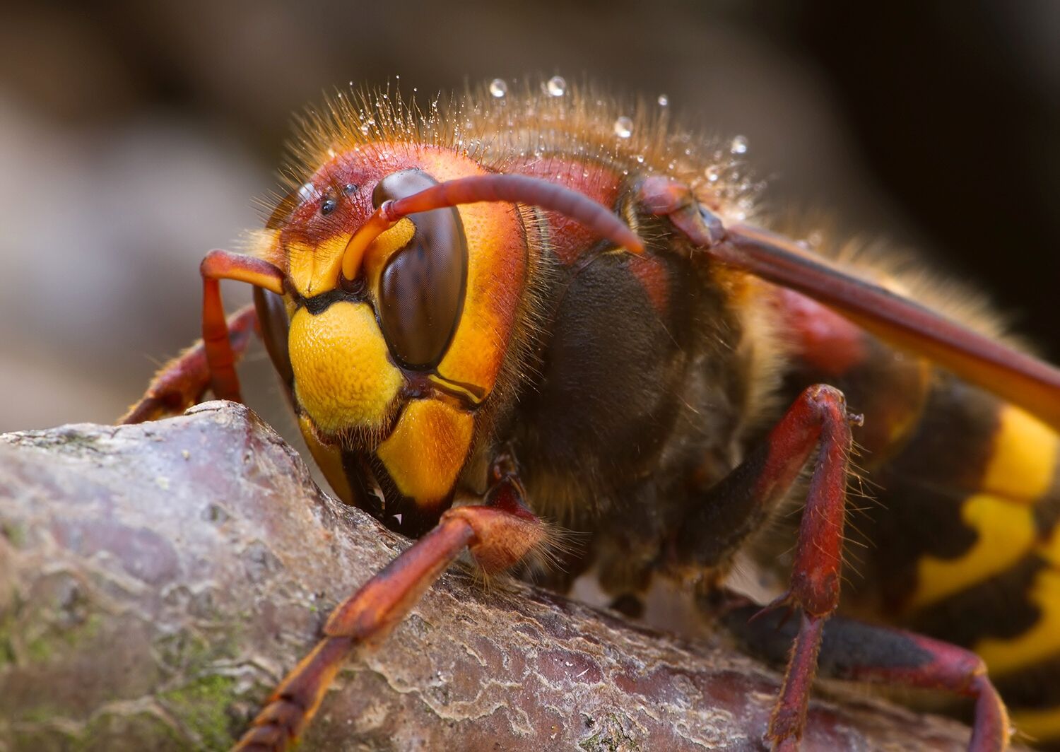 Vespa crabro