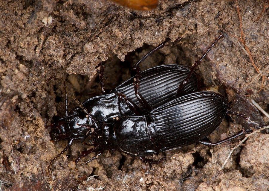 Abax parallelus