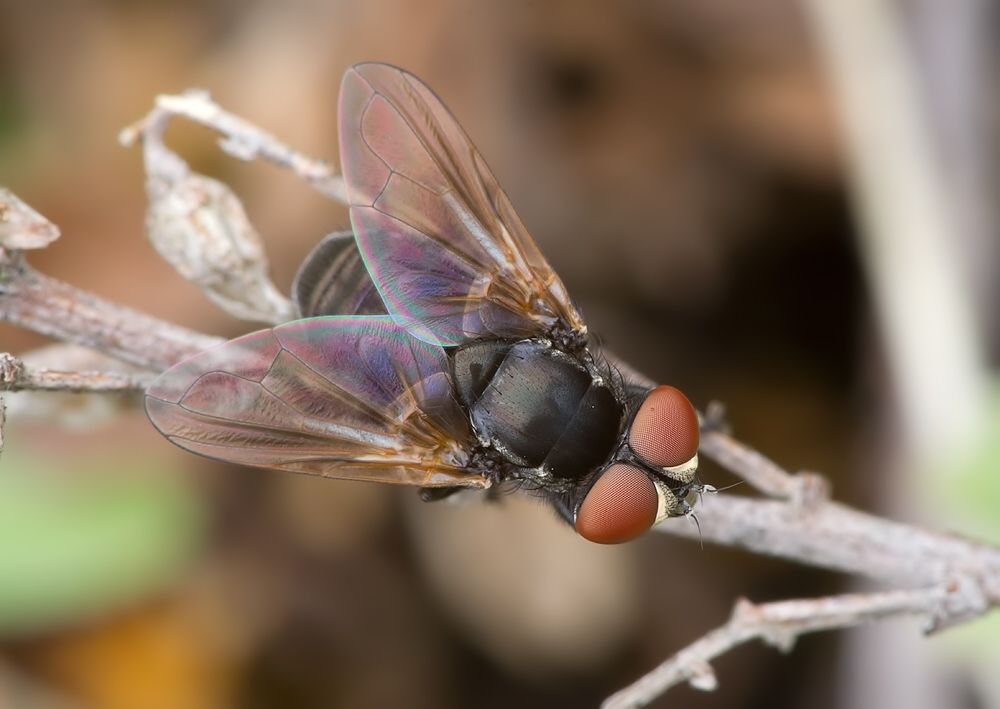 Phasia barbifrons