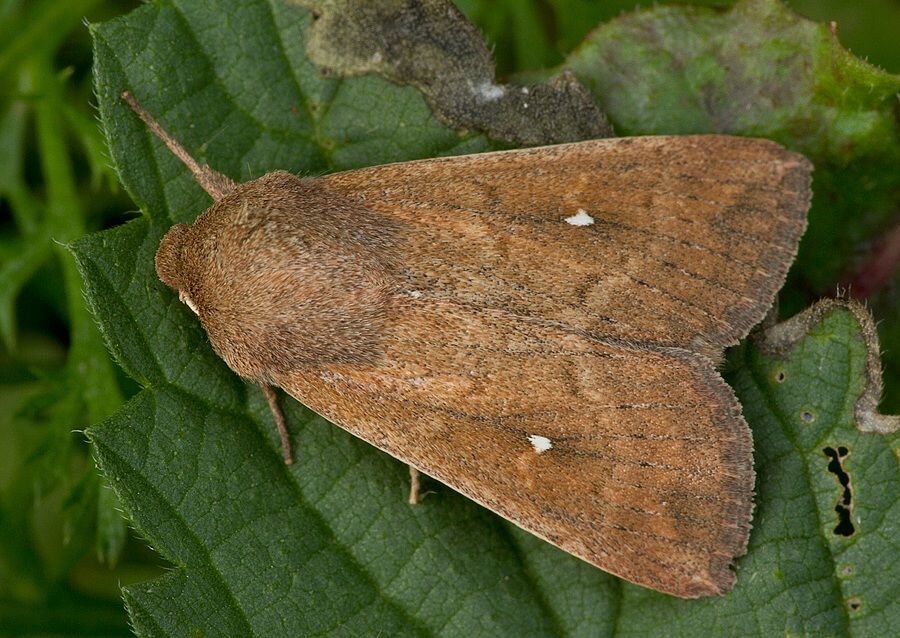 Mythimna albipuncta