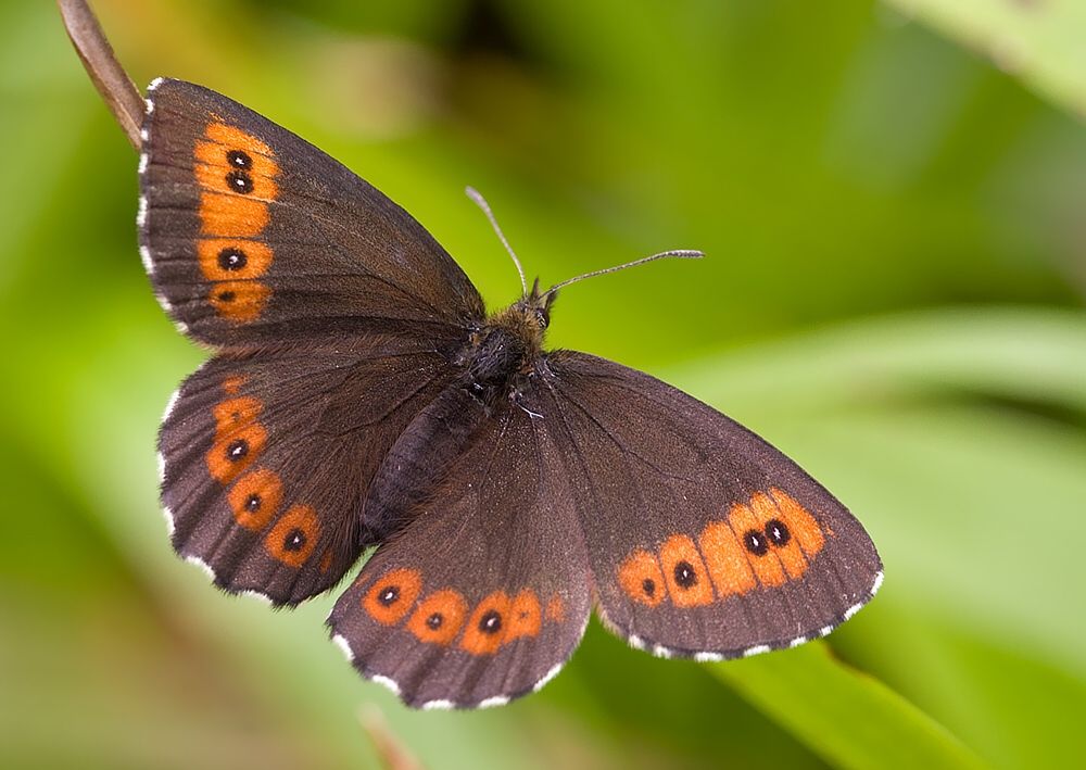 Erebia ligea