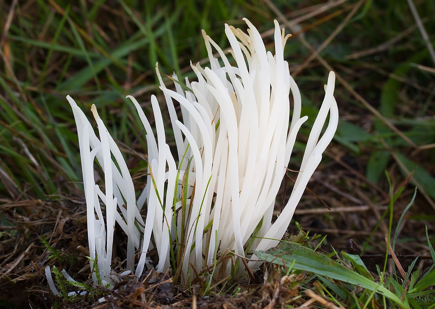 Clavaria fragilis