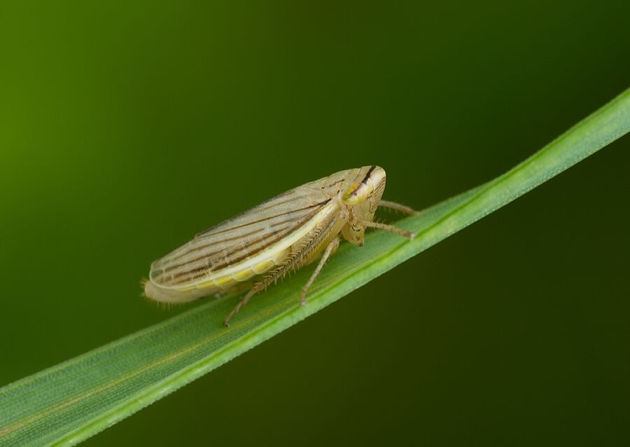 Athysanus argentarius