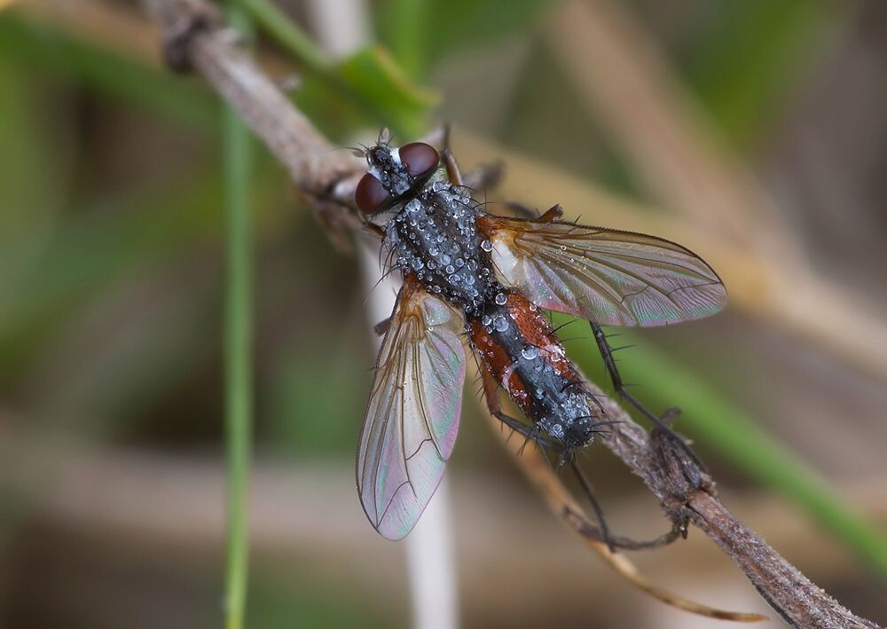 Mintho rufiventris