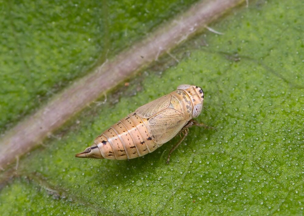 Doratura stylata