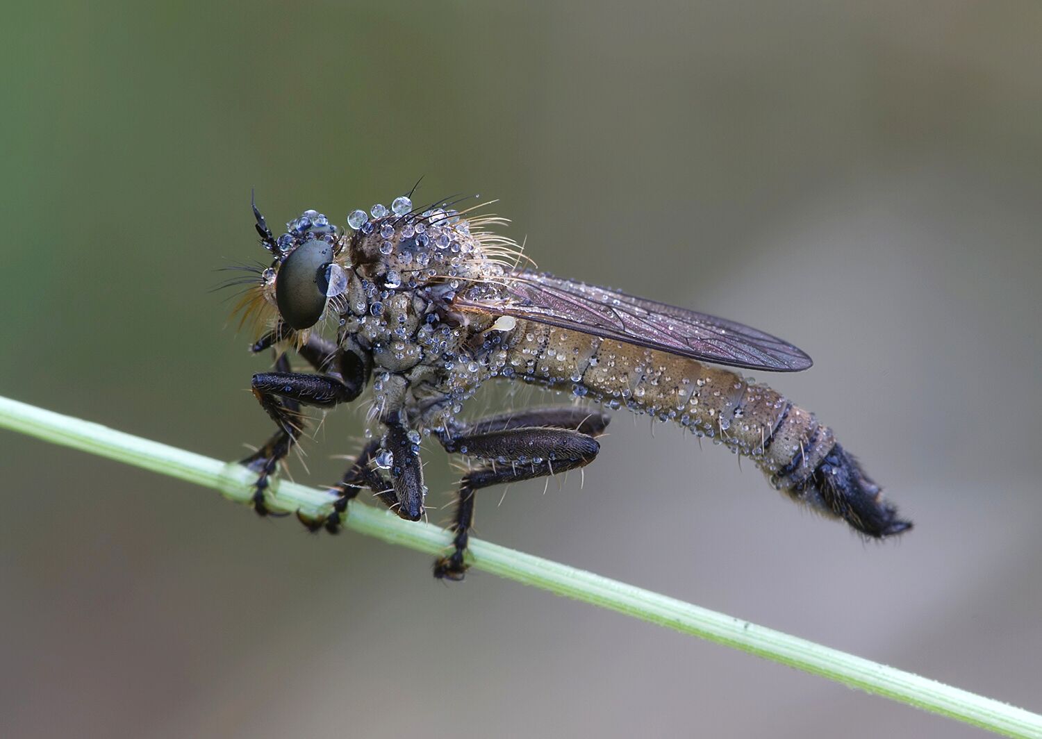 Philonicus albiceps