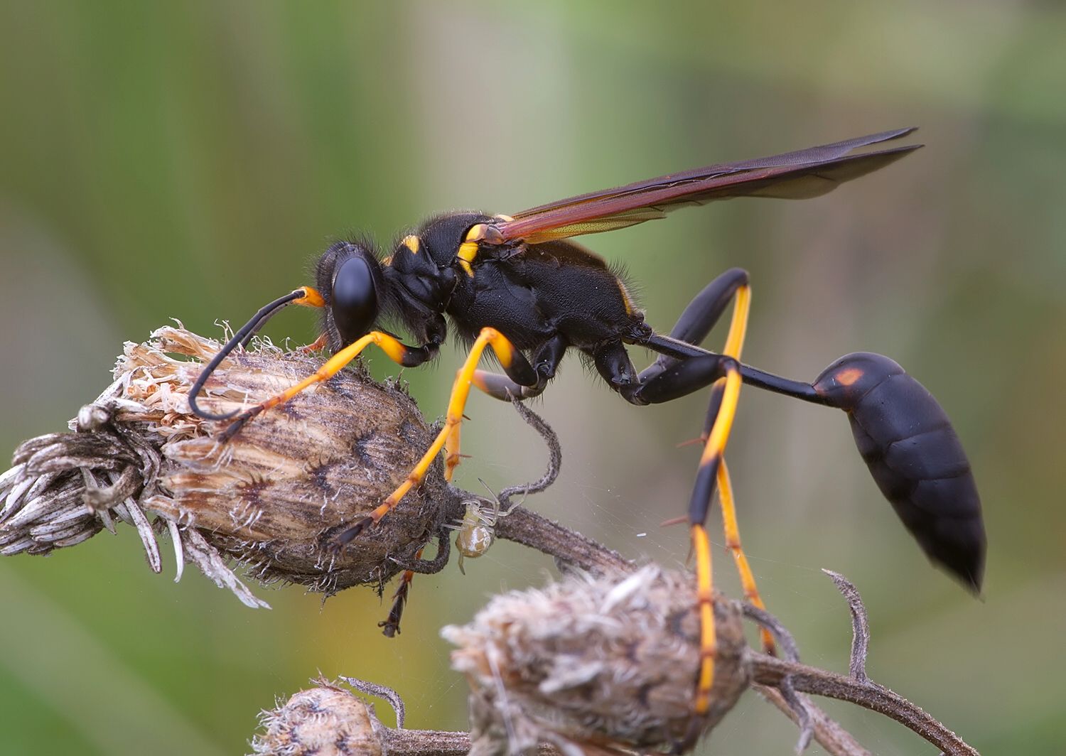 Sceliphron caementarium