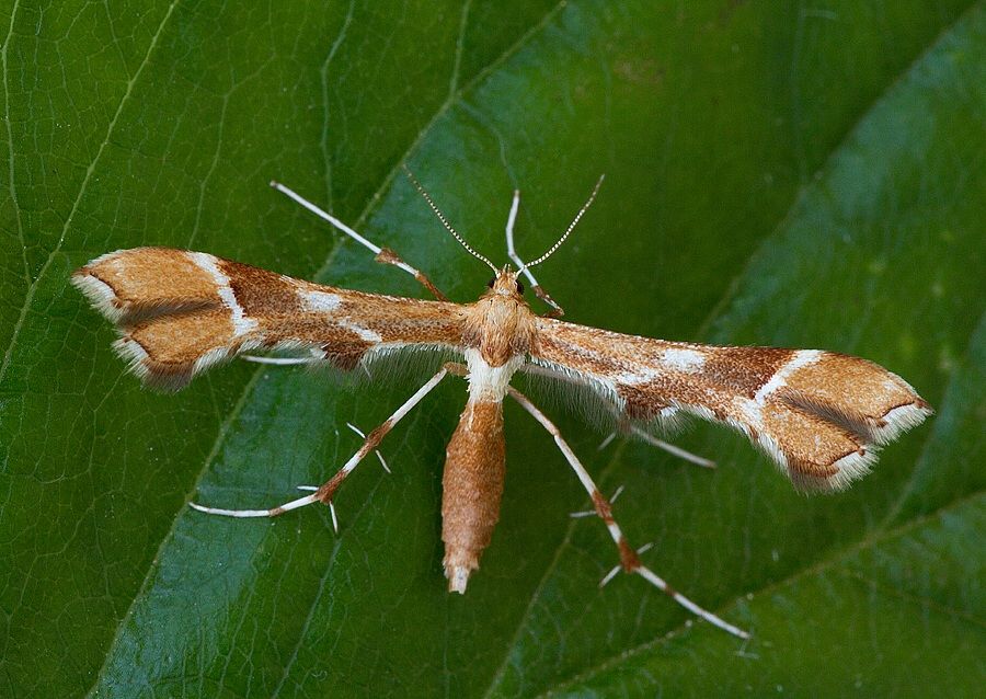 Cnaemidophorus rhododactyla