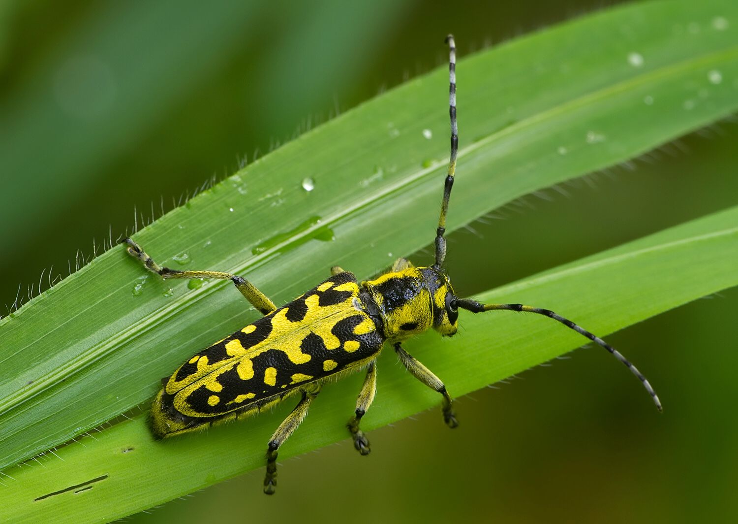 Saperda scalaris