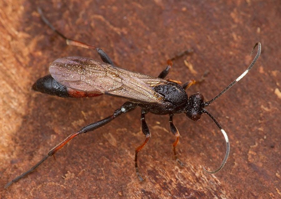 Stenichneumon culpator cf.