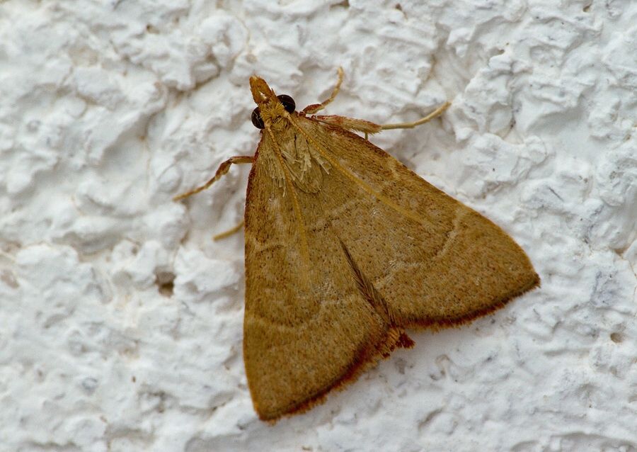 Herculia incarnatalis