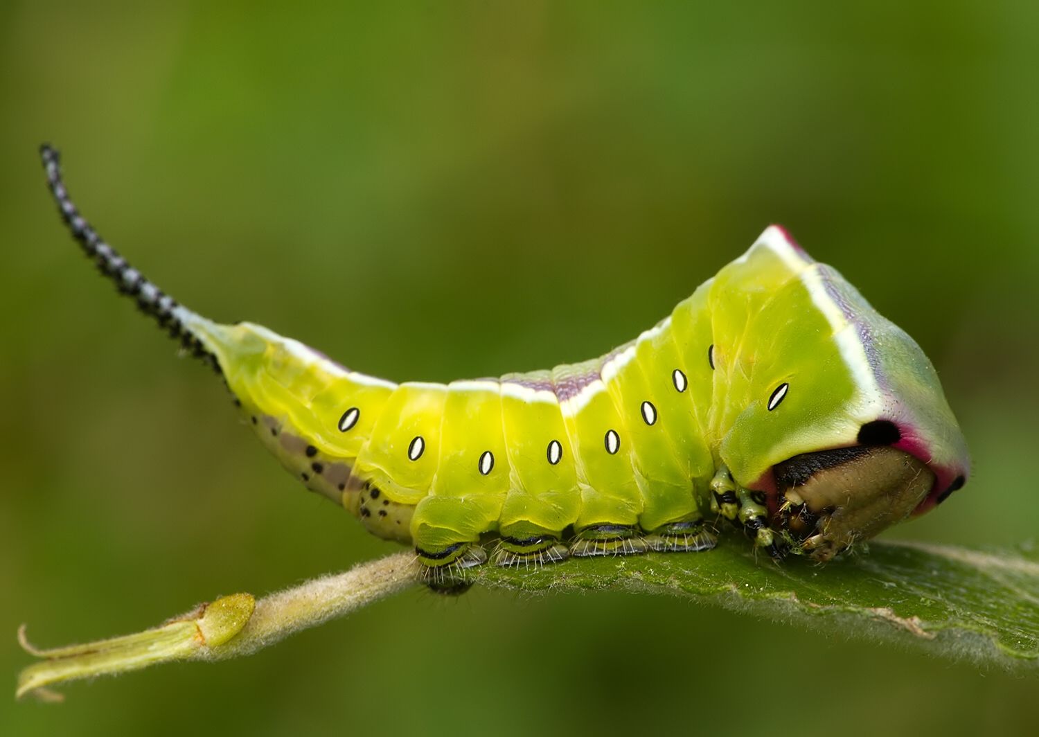 Cerura vinula