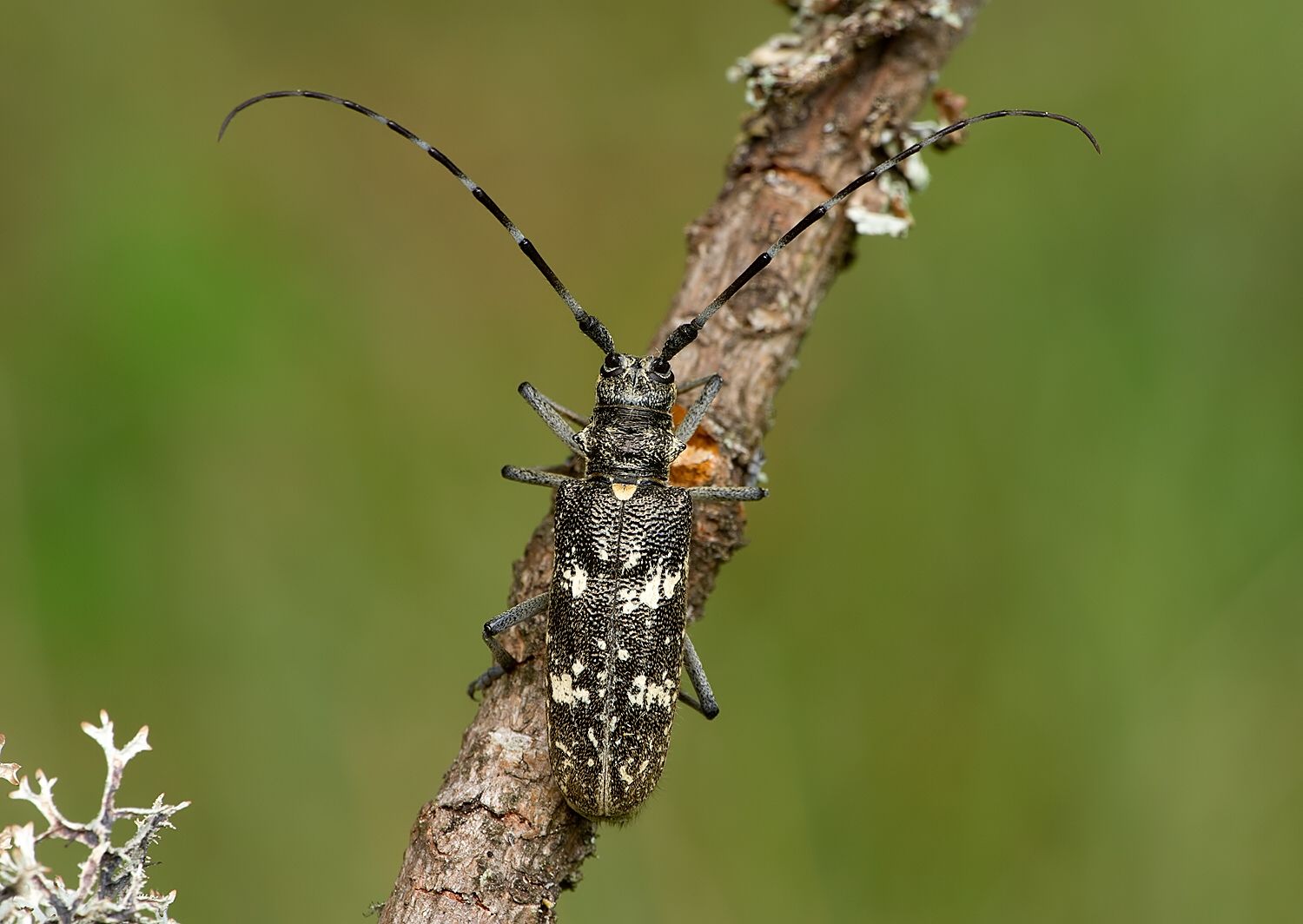 Monochamus sutor