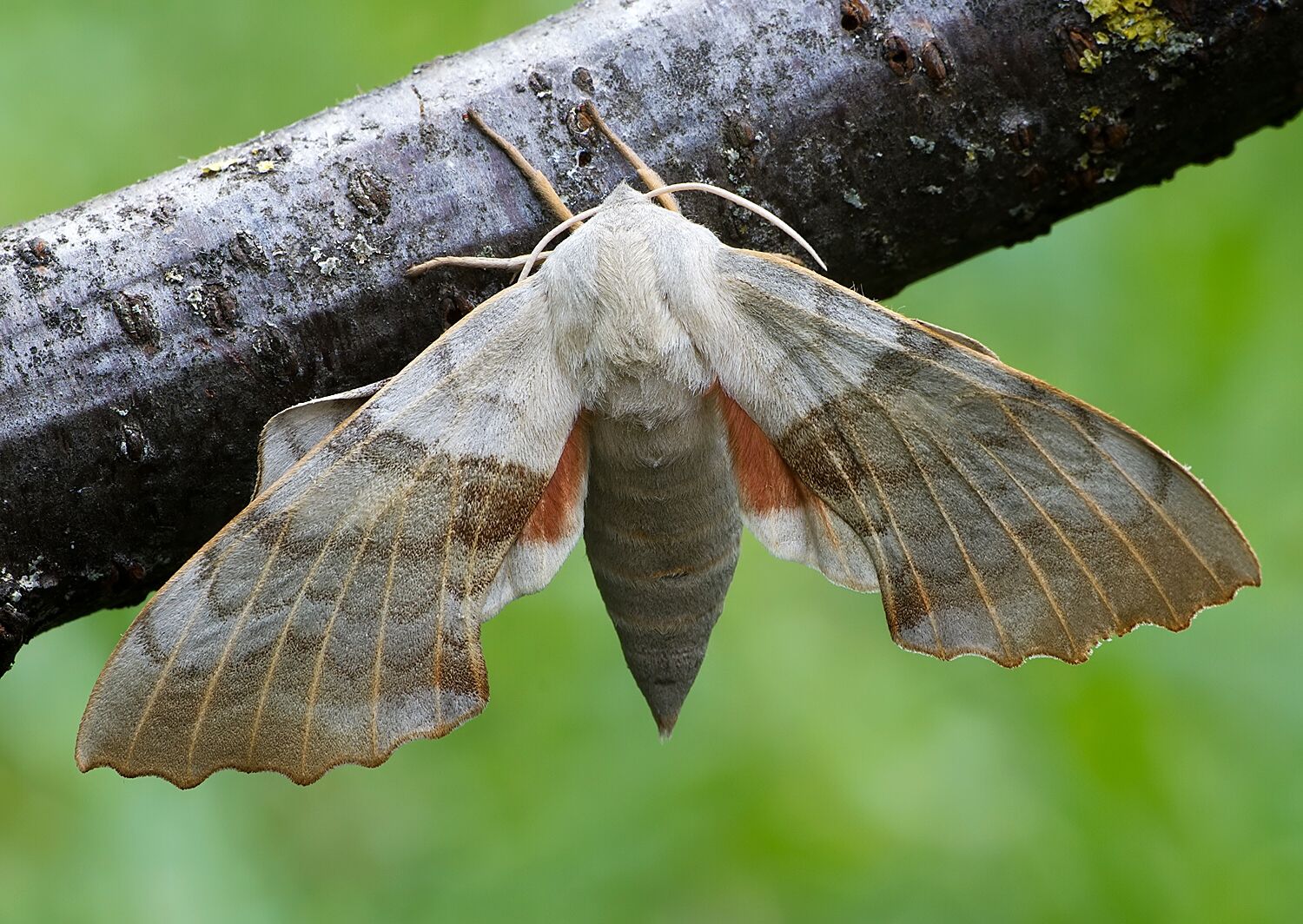 Laothoe populi