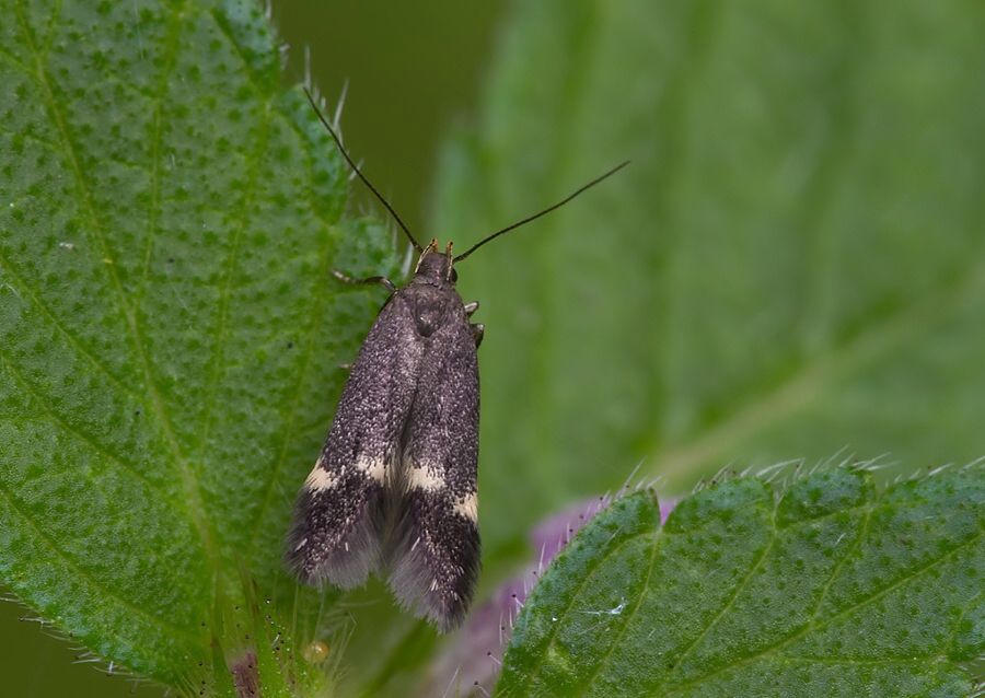 Eulamprotes atrella