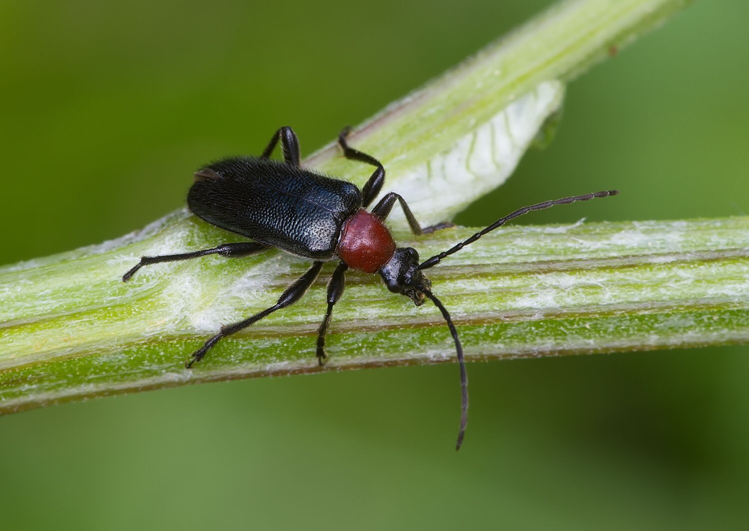 Dinoptera collaris