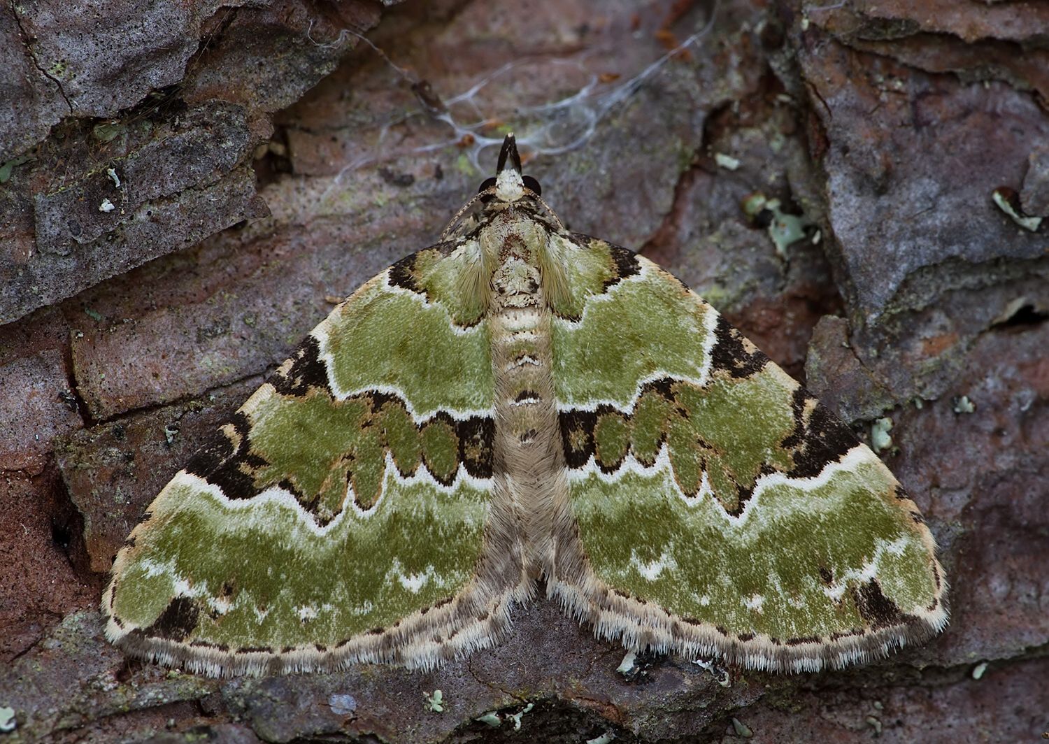 Colostygia pectinataria