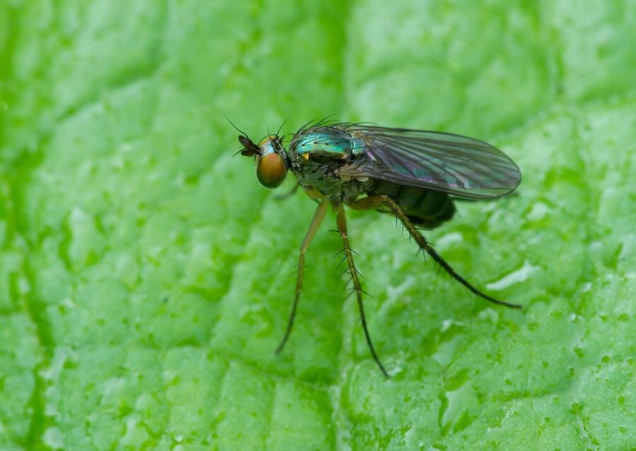 Dolichopus nitidus