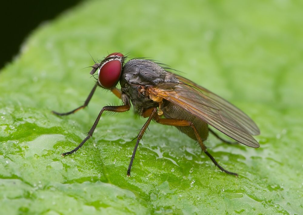 Phaonia angelicae