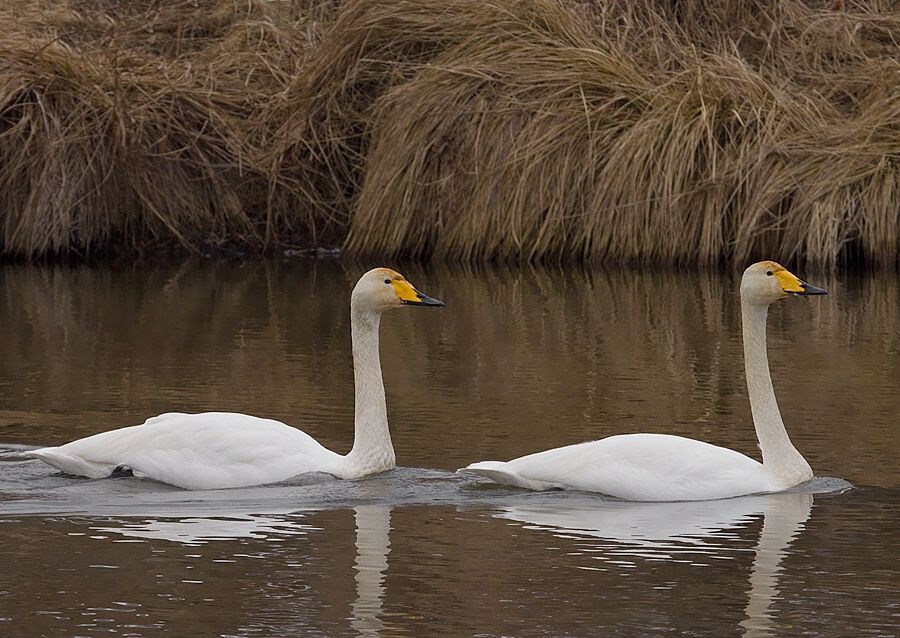 Cygnus cygnus (labuť spevavá)