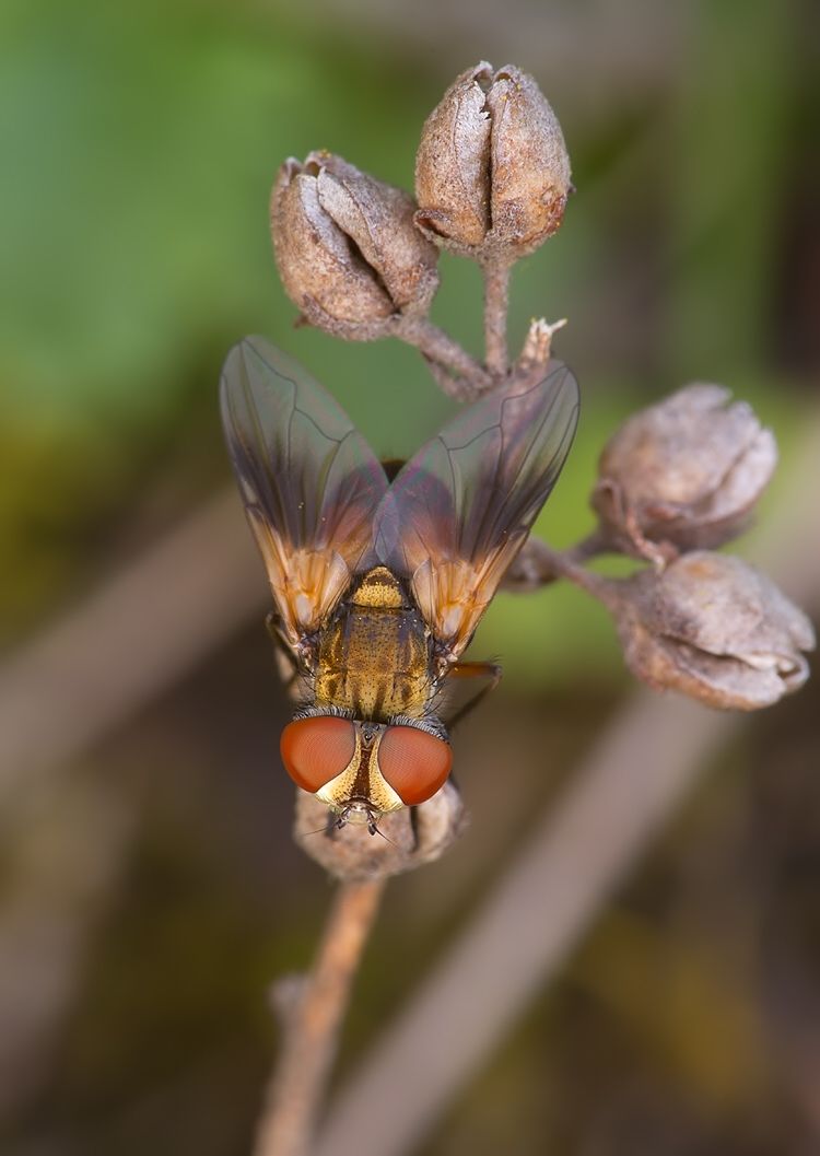 Ectophasia crassipennis