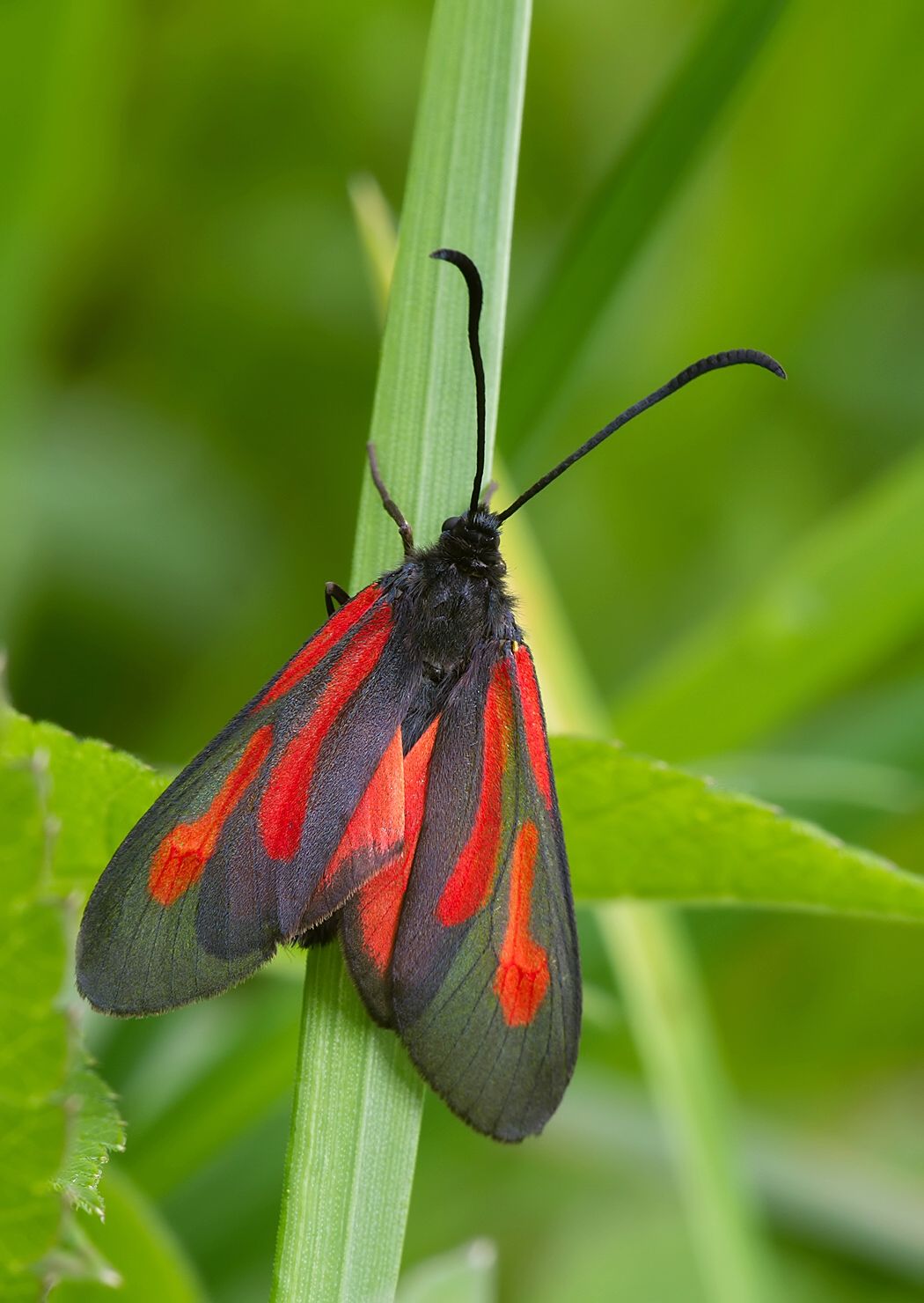 Zygaena osterodensis