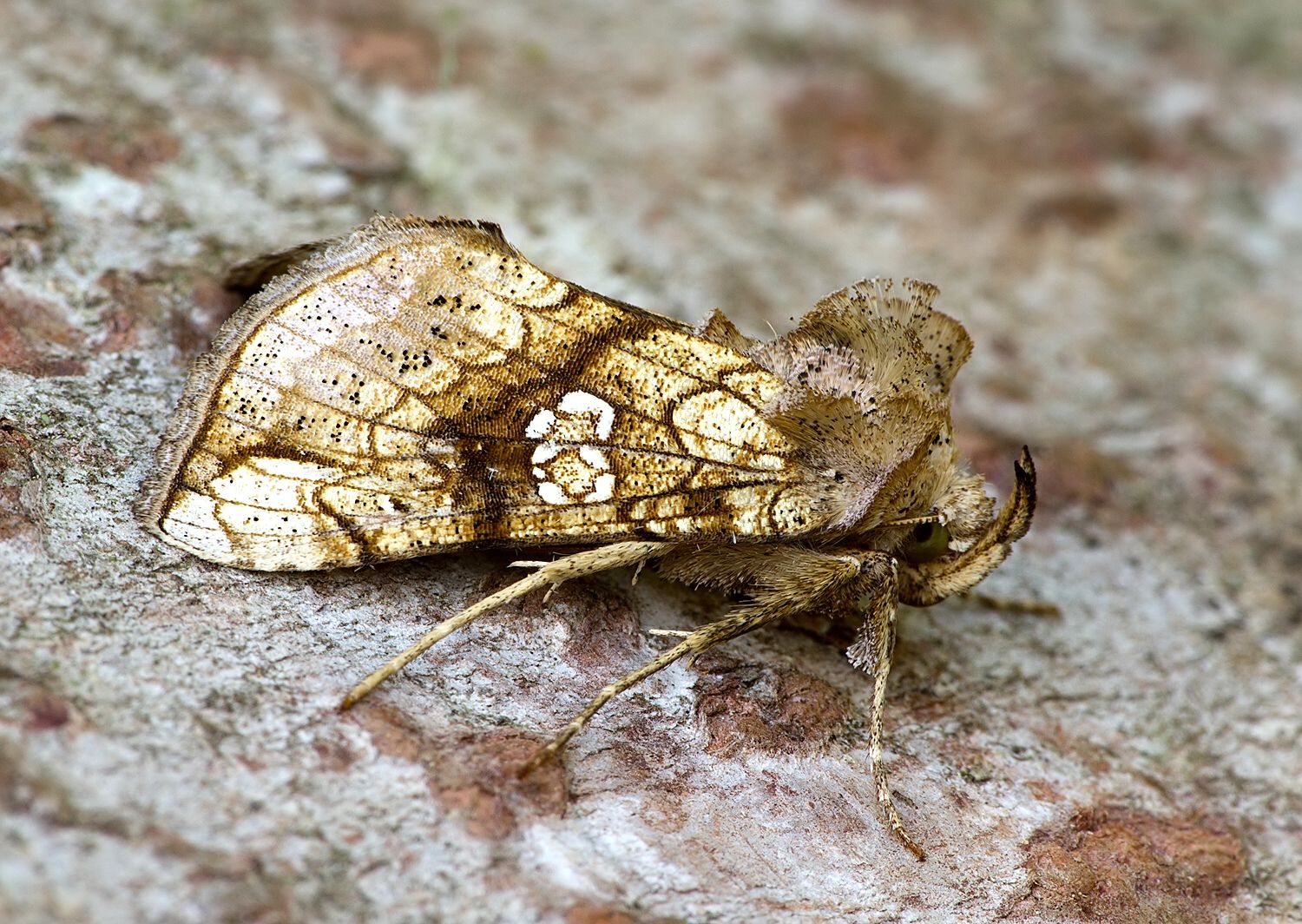 Polychrysia moneta