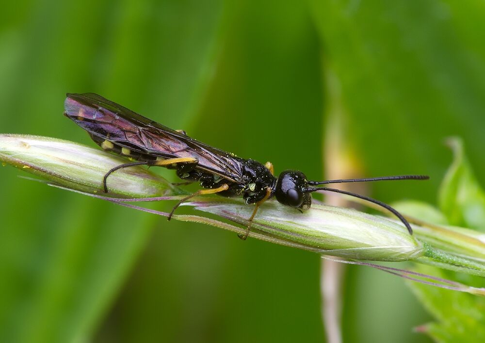 Cephus pygmaeus