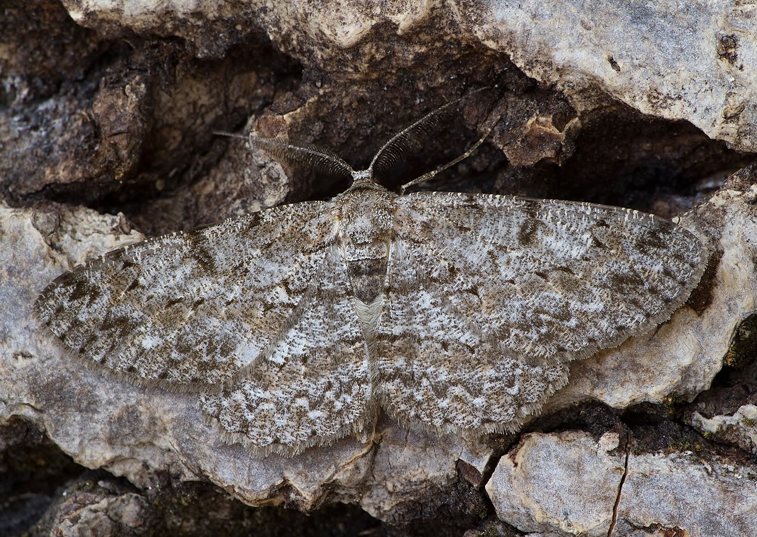 Hypomecis punctinalis