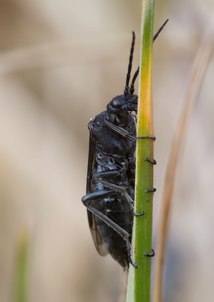 Dolerus nitens
