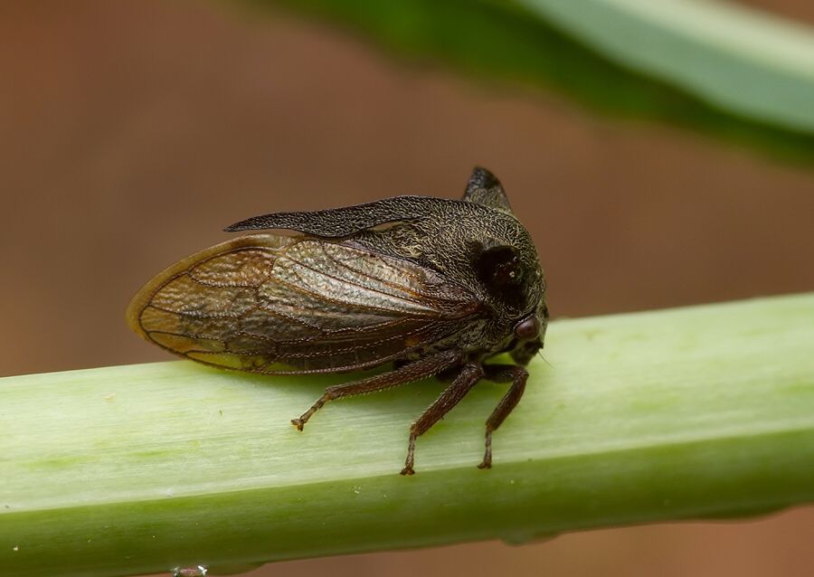 Centrotus cornutus