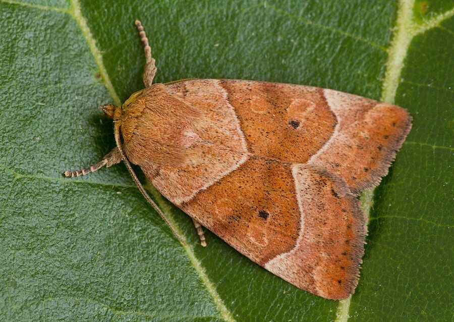 Cosmia trapezina