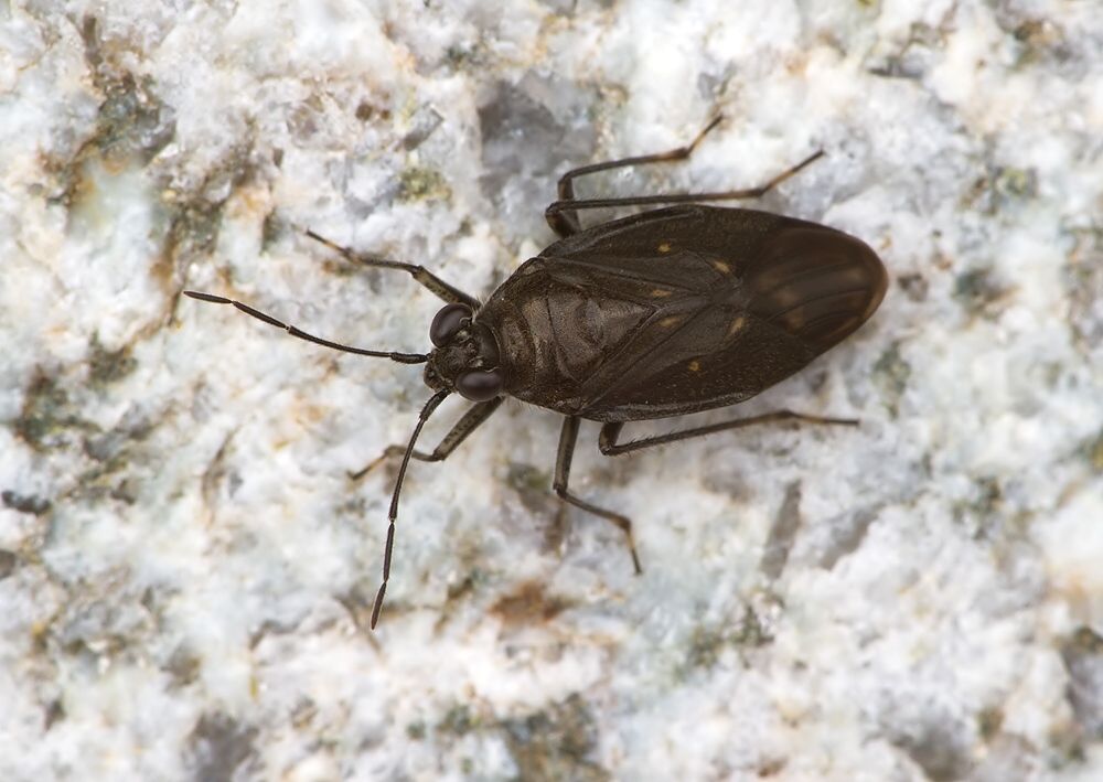 Macrosaldula scotica