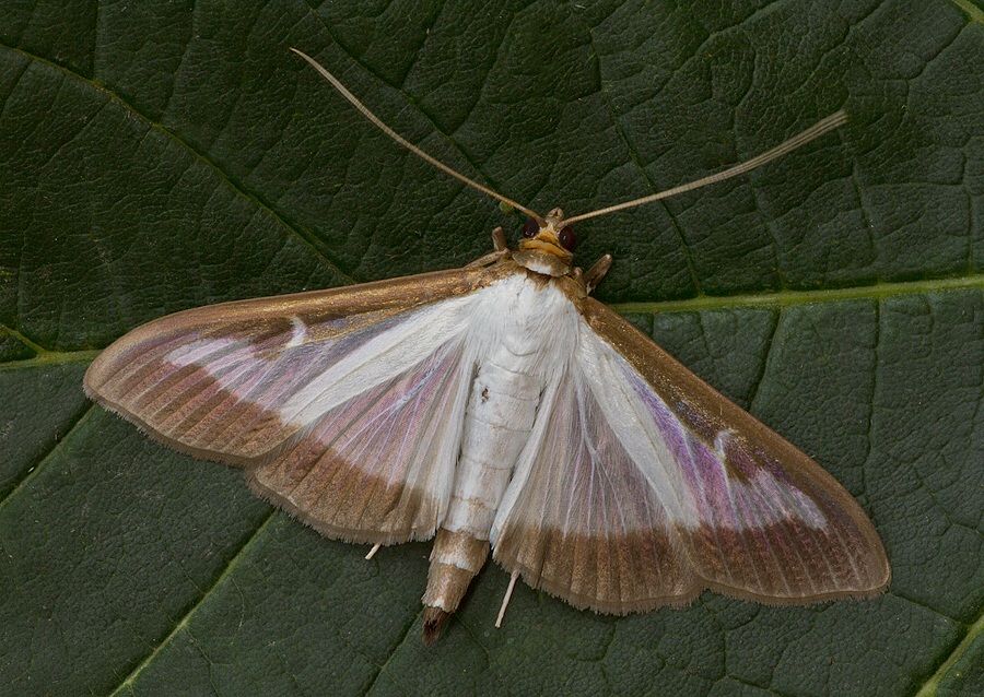 Cydalima perspectalis