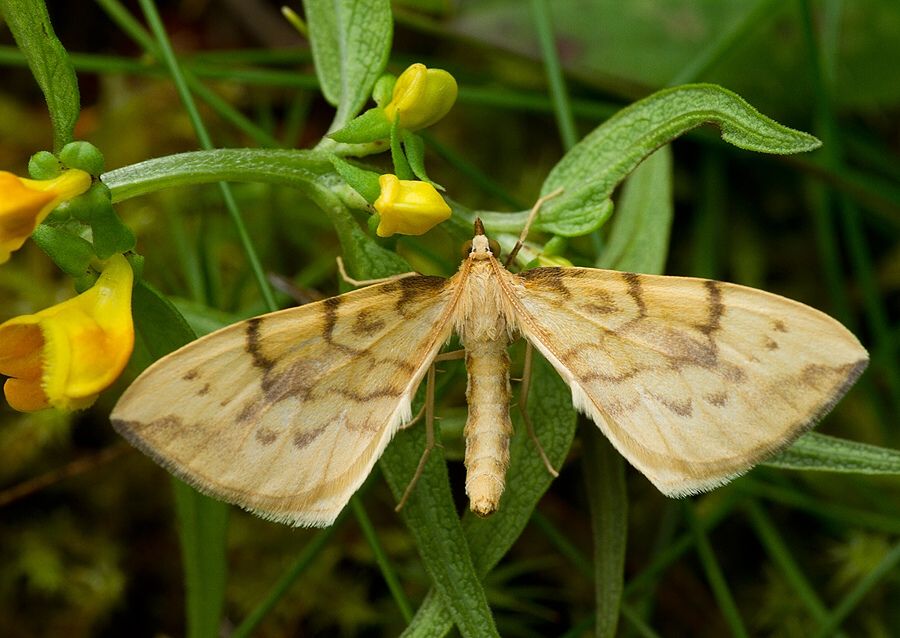 Gandaritis pyraliata