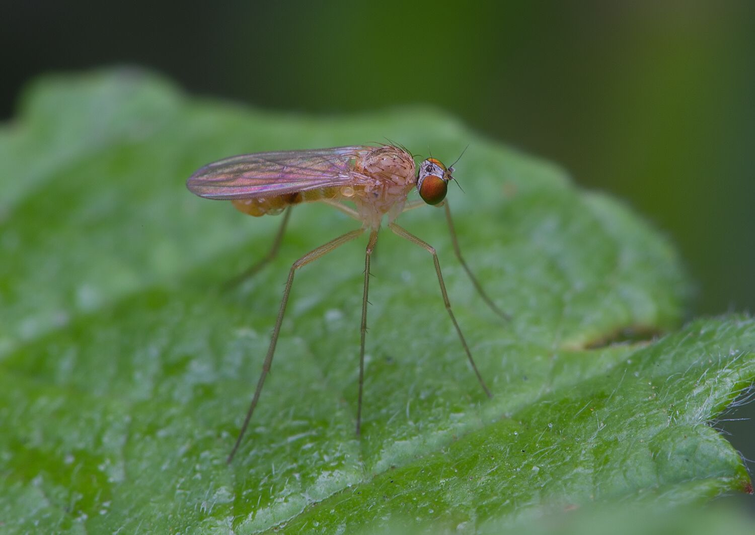 Neurigona pallida