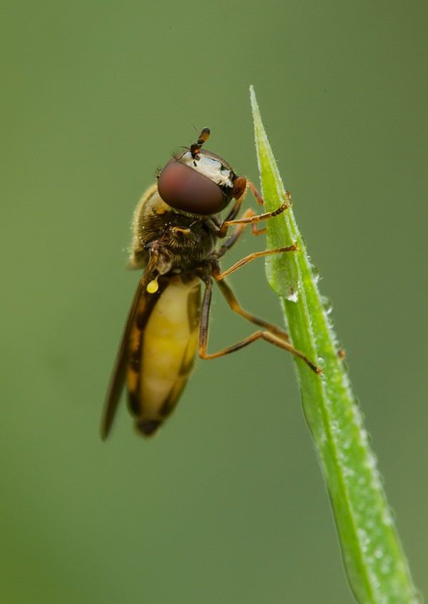Melanostoma mellinum