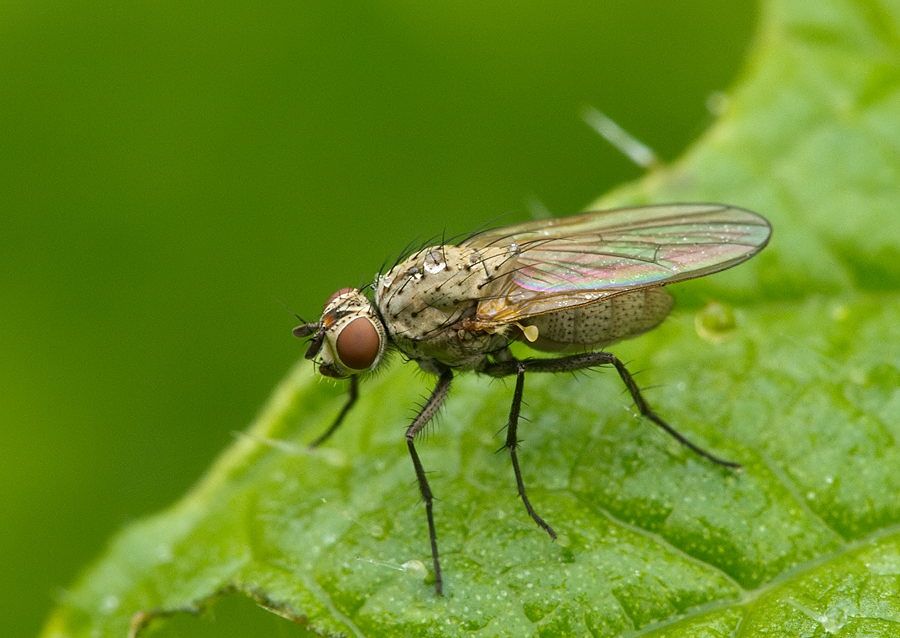 Phorbia penicillaris cf.