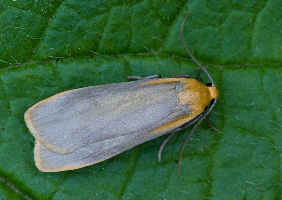 Eilema depressa